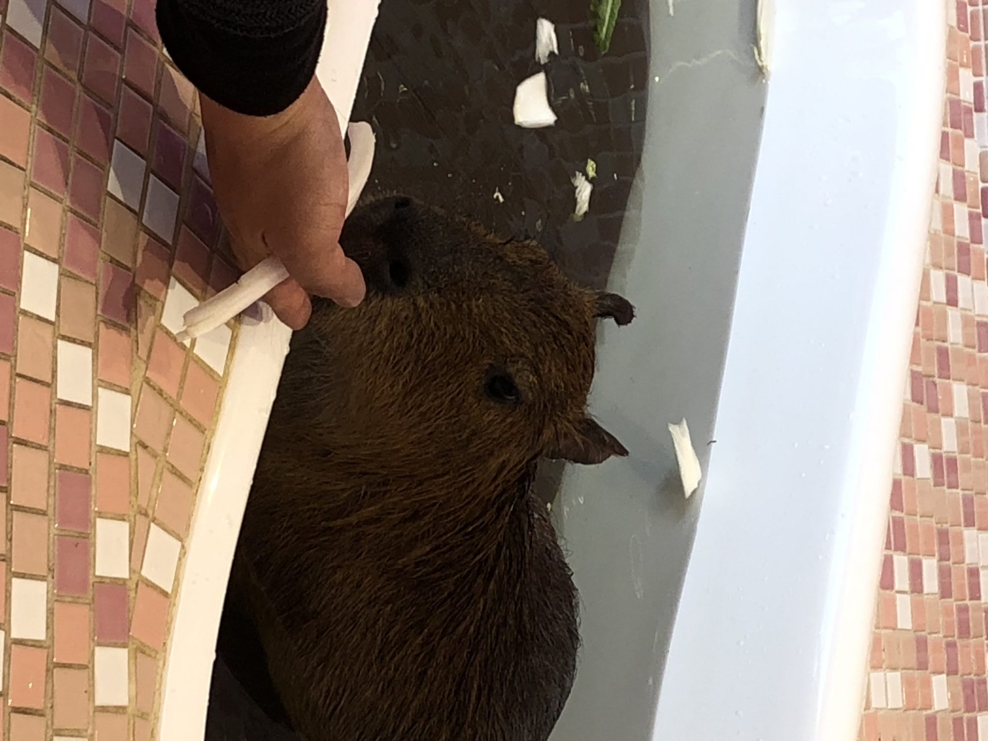 カピパラ