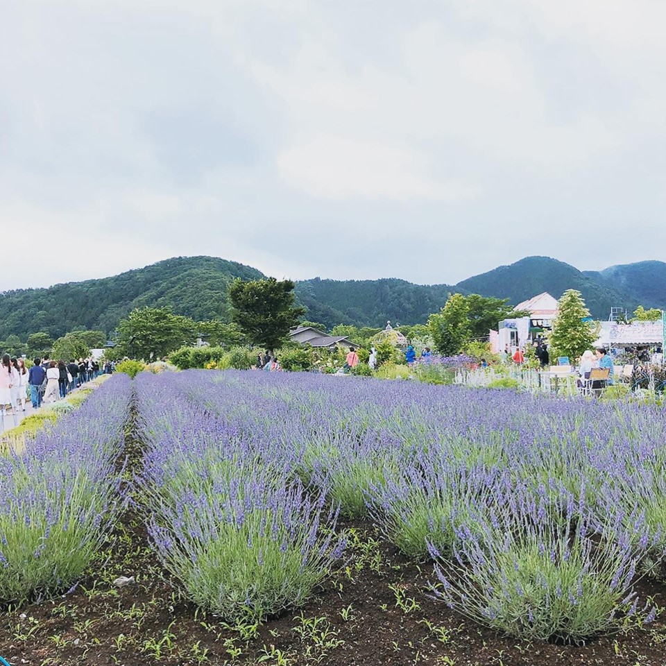 ラベンダー