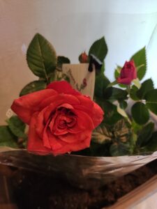 IMG_20230228_082827486